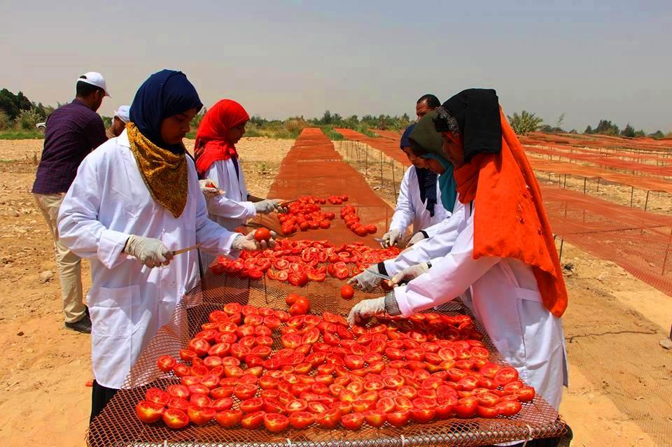 الطماطم المجففة فى قرى الأقصر سحر خاص يربط المزارعين بالأسواق العالمية (21)