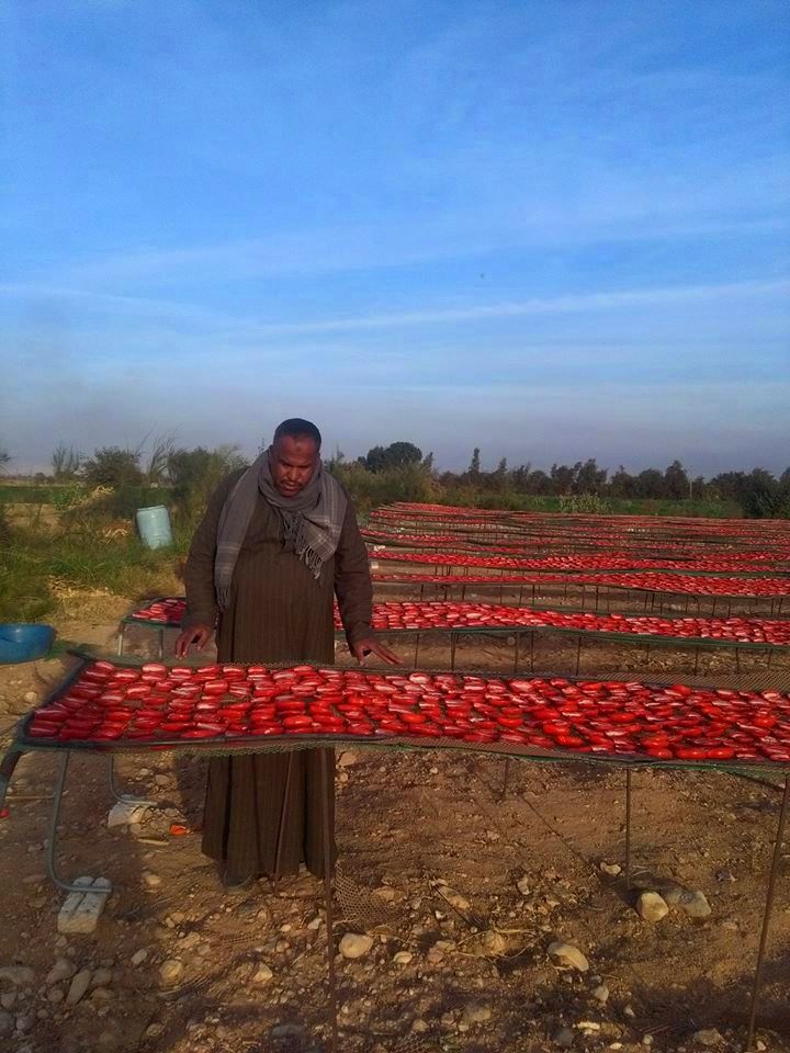 الطماطم المجففة فى قرى الأقصر سحر خاص يربط المزارعين بالأسواق العالمية (22)