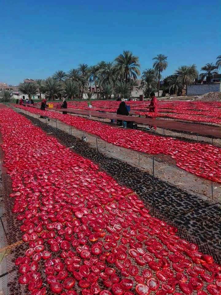 الطماطم المجففة فى قرى الأقصر سحر خاص يربط المزارعين بالأسواق العالمية (31)