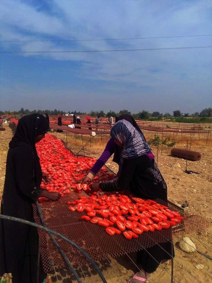 الطماطم المجففة فى قرى الأقصر سحر خاص يربط المزارعين بالأسواق العالمية (6)