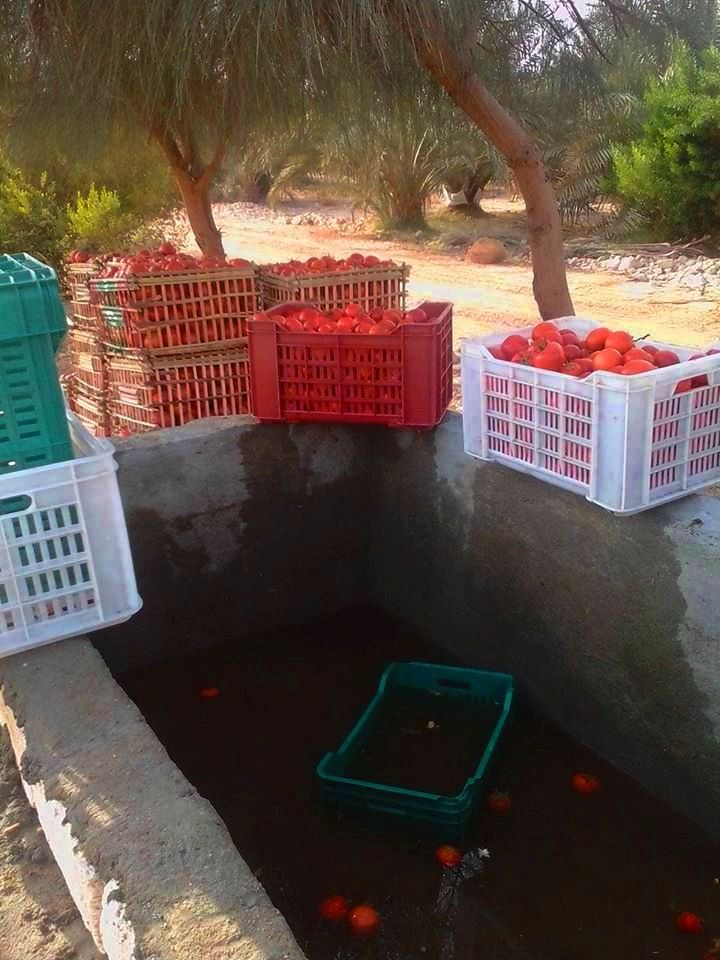 الطماطم المجففة فى قرى الأقصر سحر خاص يربط المزارعين بالأسواق العالمية (14)