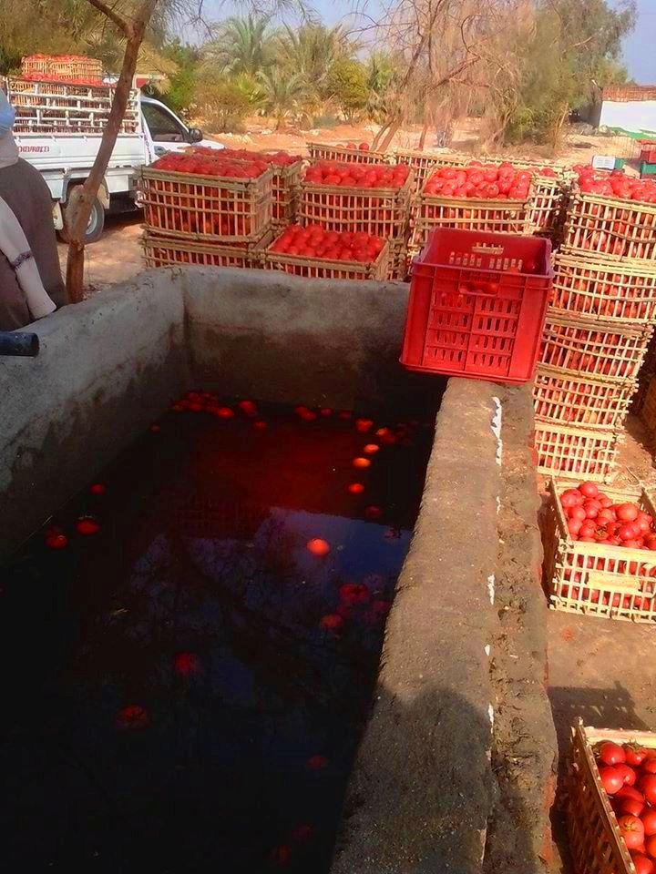 الطماطم المجففة فى قرى الأقصر سحر خاص يربط المزارعين بالأسواق العالمية (13)