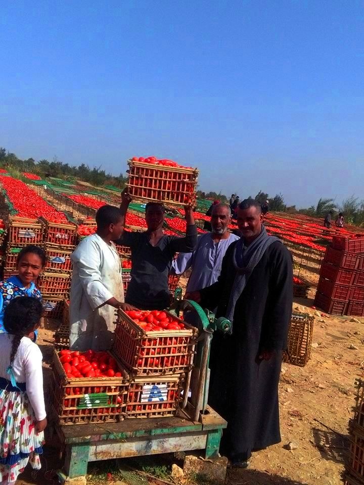 الطماطم المجففة فى قرى الأقصر سحر خاص يربط المزارعين بالأسواق العالمية (16)