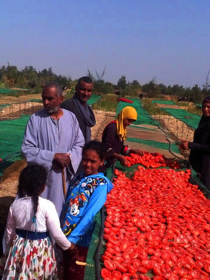 الطماطم المجففة فى قرى الأقصر سحر خاص يربط المزارعين بالأسواق العالمية (4)
