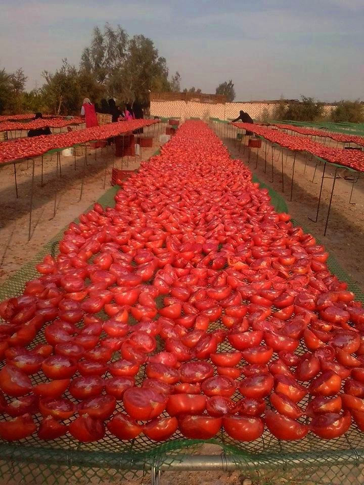 الطماطم المجففة فى قرى الأقصر سحر خاص يربط المزارعين بالأسواق العالمية (2)