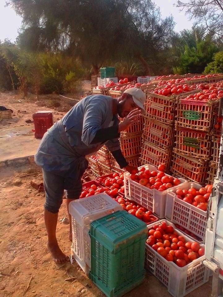 الطماطم المجففة فى قرى الأقصر سحر خاص يربط المزارعين بالأسواق العالمية (11)