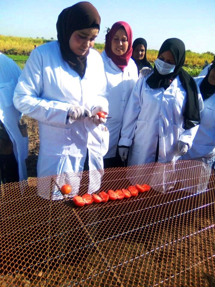 الطماطم المجففة فى قرى الأقصر سحر خاص يربط المزارعين بالأسواق العالمية (9)