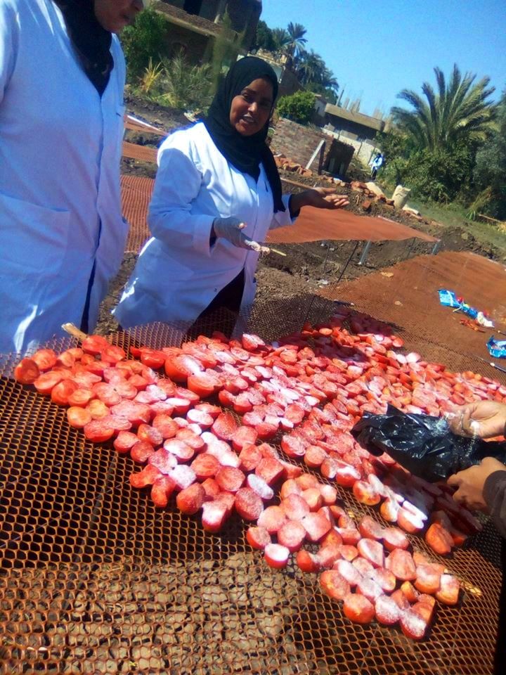 الطماطم المجففة فى قرى الأقصر سحر خاص يربط المزارعين بالأسواق العالمية (7)