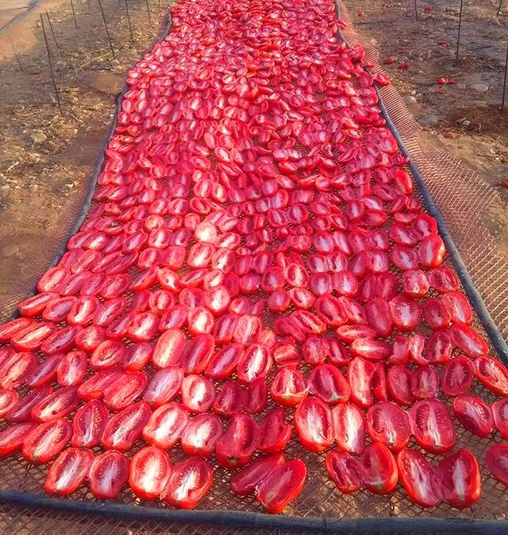الطماطم المجففة فى قرى الأقصر سحر خاص يربط المزارعين بالأسواق العالمية (1)