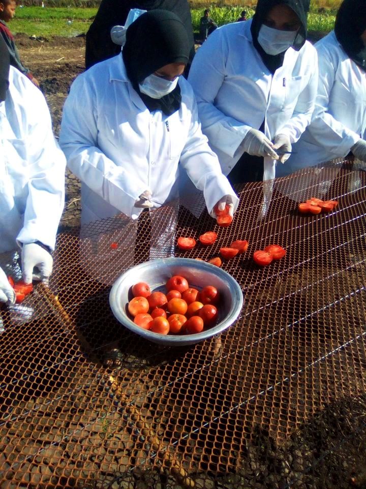 الطماطم المجففة فى قرى الأقصر سحر خاص يربط المزارعين بالأسواق العالمية (8)