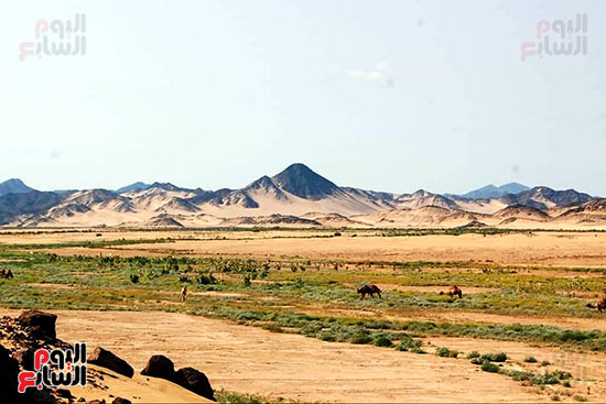 وادى الدئيب أطول الأودية الجبلية بالصحراء الشرقية (2)