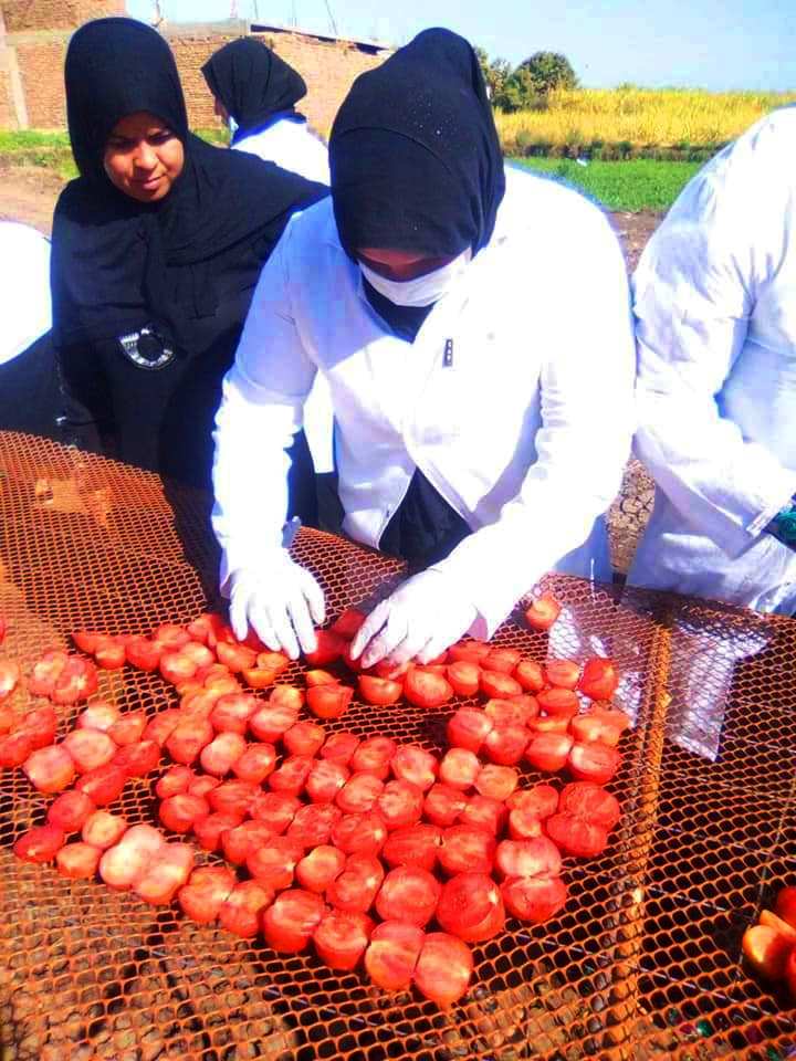 الطماطم المجففة فى قرى الأقصر سحر خاص يربط المزارعين بالأسواق العالمية (17)