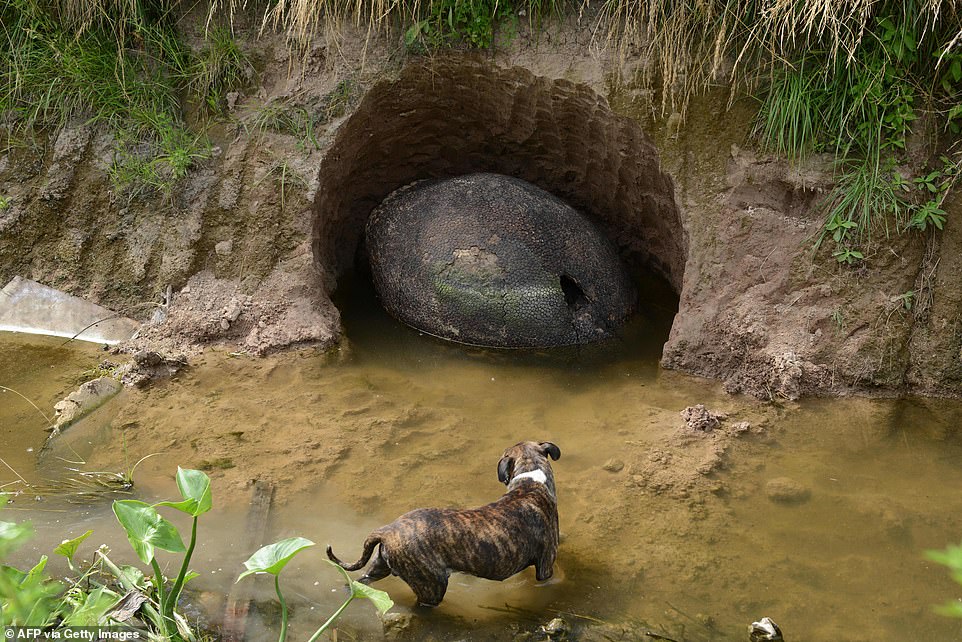 حيوان بحجم سيارة اكتشاف موطن الأرماديلو الأصلي