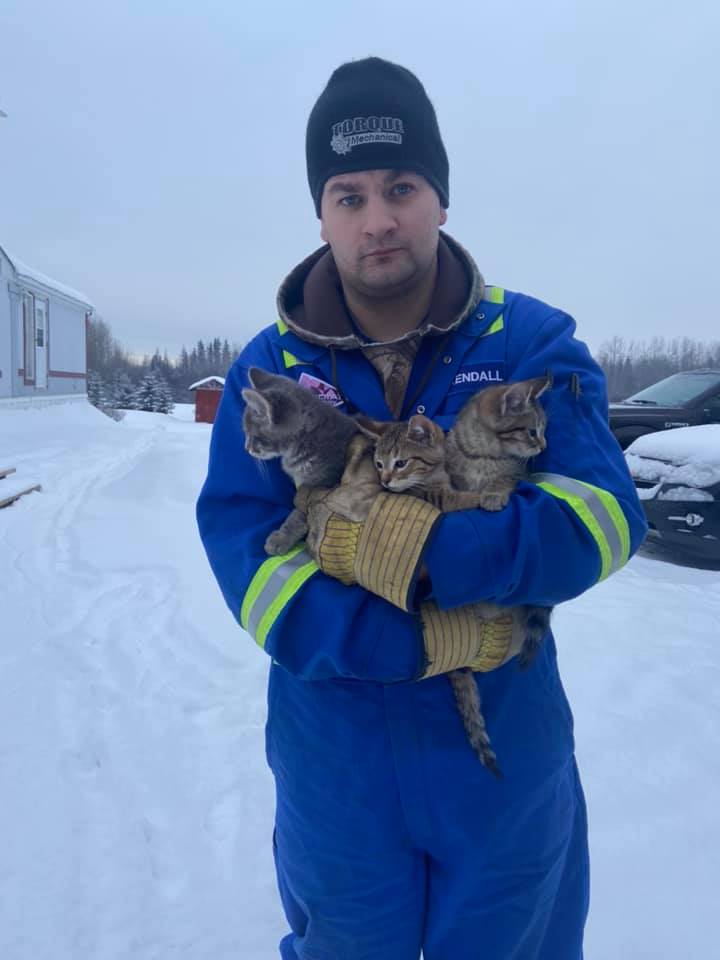 العامل الكندى مع القطط