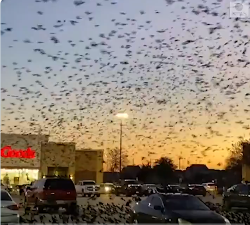 سرب الطيور يهجم على مركز التسوق