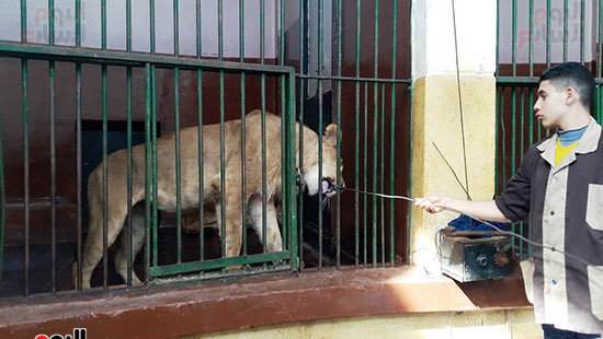 حماية الحيوانات من برد الشتاء بحديقة حيوان الإسكندرية (13)