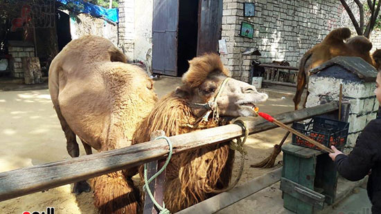 حماية الحيوانات من برد الشتاء بحديقة حيوان الإسكندرية (11)