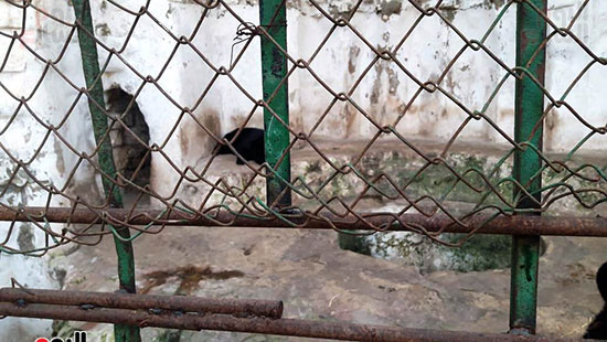 حماية الحيوانات من برد الشتاء بحديقة حيوان الإسكندرية (1)