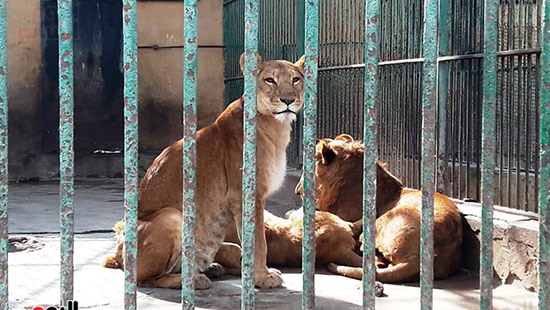 حماية الحيوانات من برد الشتاء بحديقة حيوان الإسكندرية (15)