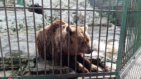 حماية الحيوانات من برد الشتاء بحديقة حيوان الإسكندرية (4)