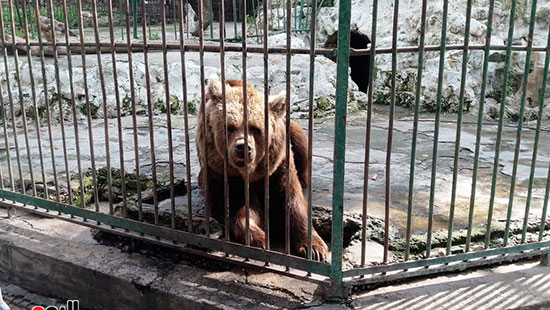 حماية الحيوانات من برد الشتاء بحديقة حيوان الإسكندرية (5)