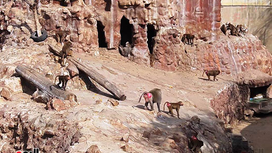 حماية الحيوانات من برد الشتاء بحديقة حيوان الإسكندرية (20)