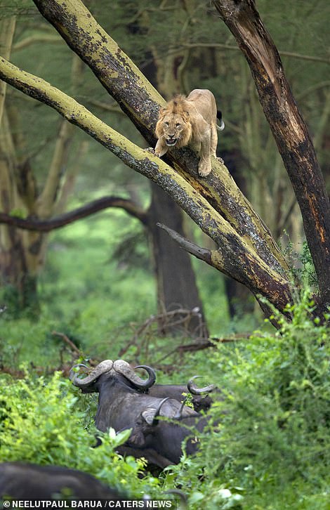 أسد يختبئ من قطيع جاموس فى كينيا