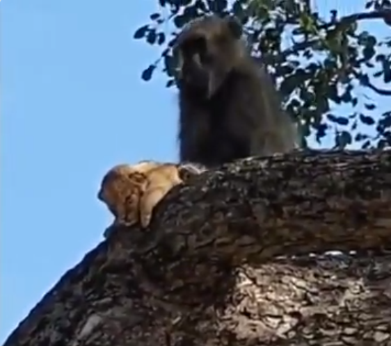القرد وهو يخطف شبل الاسد