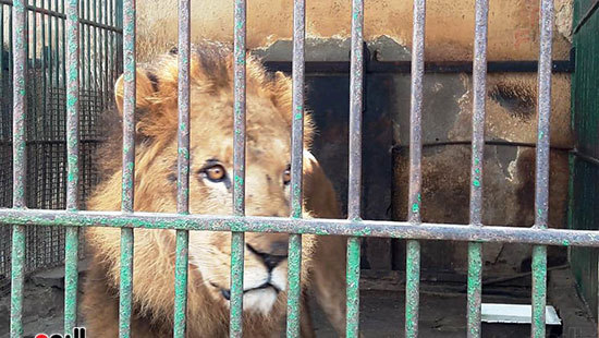 حديقة حيوان الإسكندرية (20)