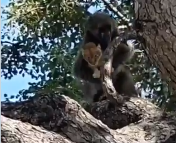 القرد يتسلل بالاسد الصغير