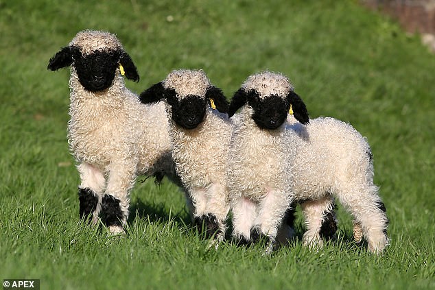 Jos olet Sveitsissä, älä syö lammasta. Lammas maksaa 10 tuhatta puntaa. Tiedän tarinan - Seitsemäs päivä