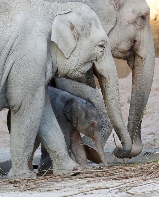 الفيل "اومش" بعد يومين من ولادته فى حديقة حيوان زيوريخ ...