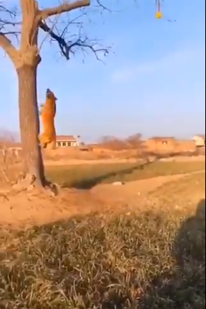 الكلب يصعد الشجرة