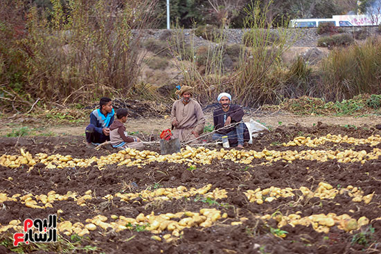 موسم حصاد البطاطس