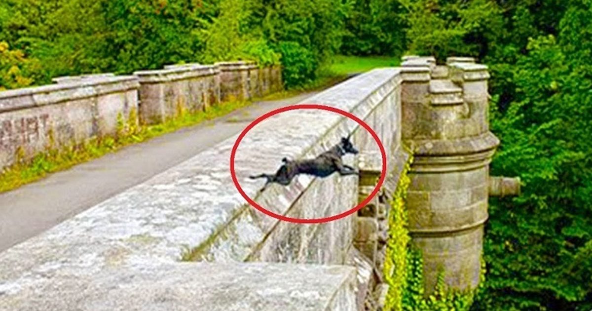 Mystery-of-the-bridge-that-a-number-of-dogs-come-to-suicide-every-year-1200x630