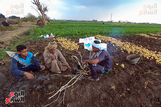 عمال محصول البطاطس