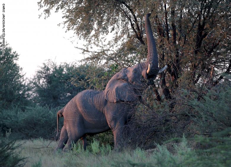 فيل يتناول أوارق من غصن شجرة في دلتا أوكافانجو