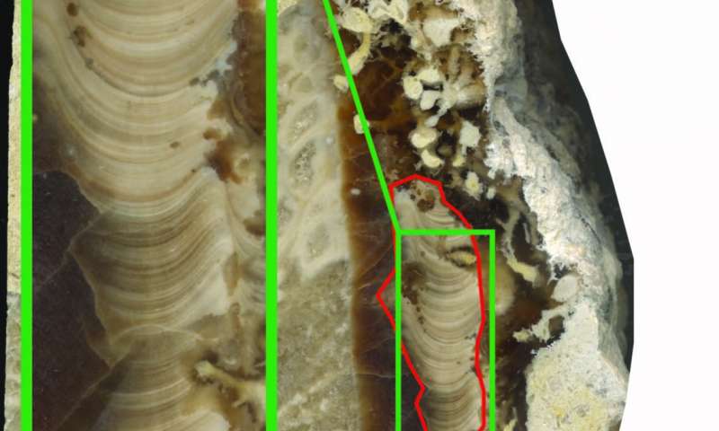 1-ancientshell 1-ancientshell