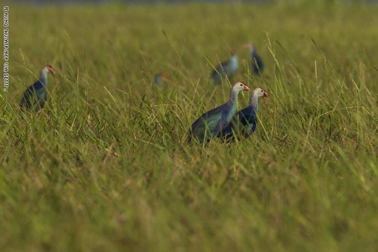 مجموعة طيور في أراضي Moe Yun Gyi الرطبة في ميانمار
