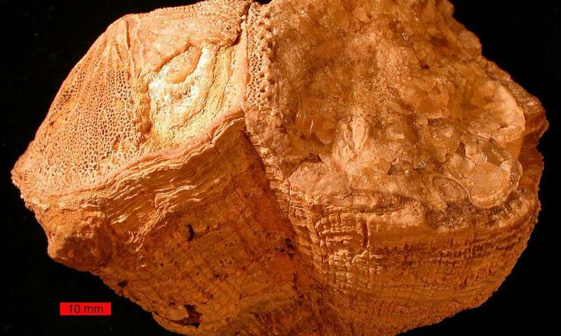 ancientshell ancientshell