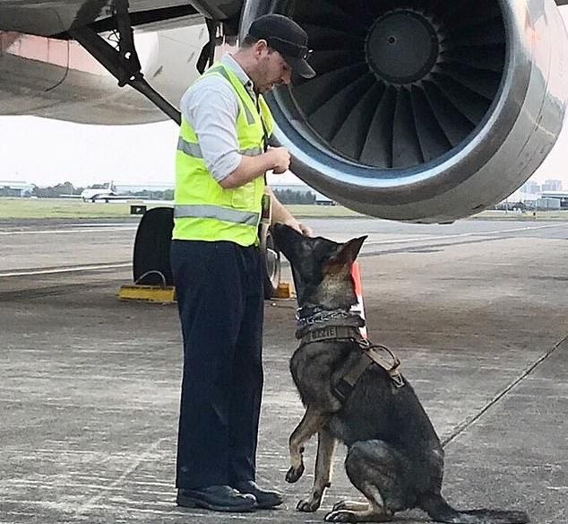 الكلب أوزى أثناء مناوبة عمله فى المطار