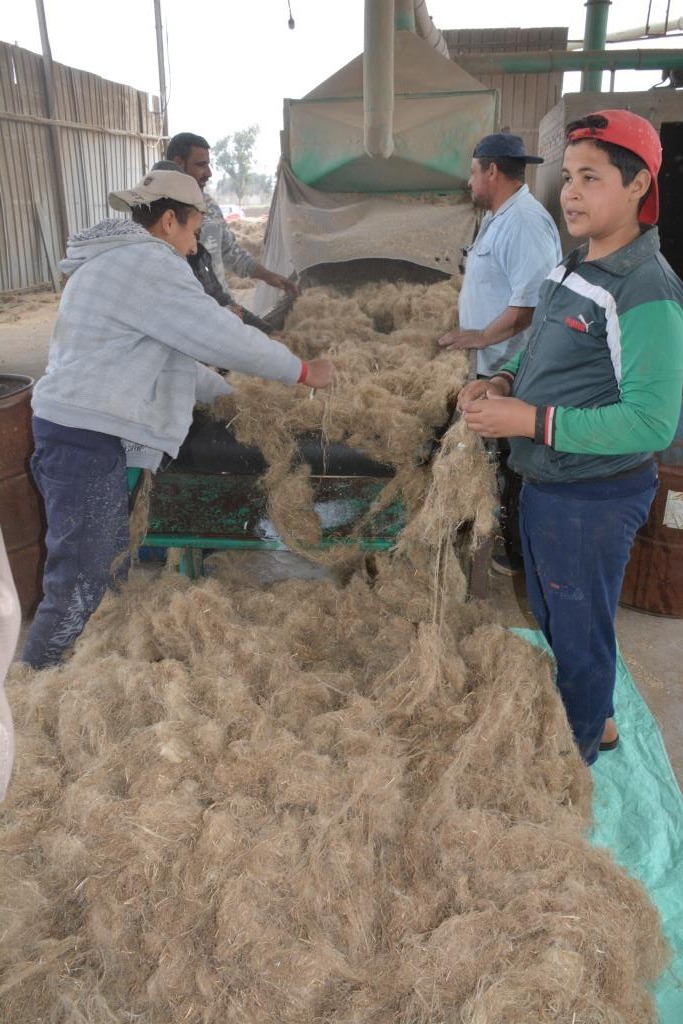 محافظ الغربية يزور مصانع الكتان بقرية شبرا ملس (7)