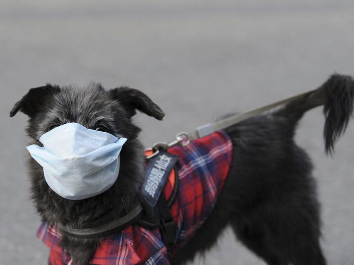 كلب يرتدى قناع للوقاية من الفيروس