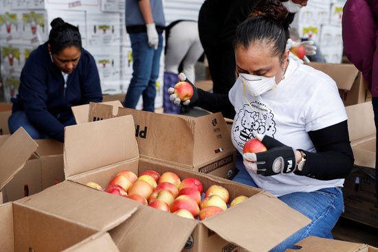 متطوعون يصنفون التفاح في بنك سان فرانسيسكو-مارين للأغذية وسط تفشي فيروس كورونا -19 الجديد في سان فرانسيسكو