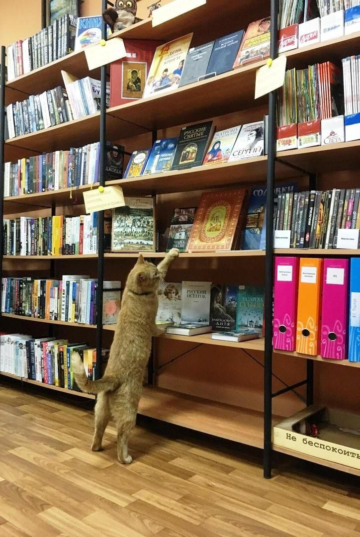 القط يتجول فى المكتبة