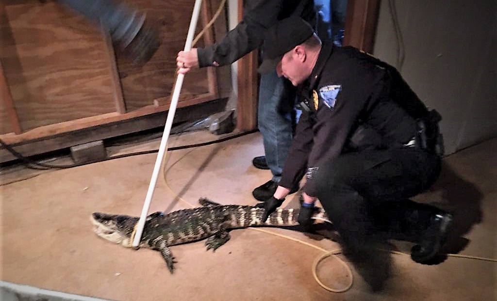 الشرطة الامريكية تضبط التمساح