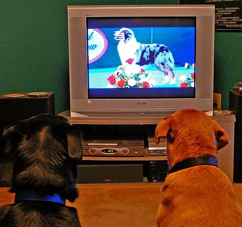 مشاهدة أفلام الكلاب