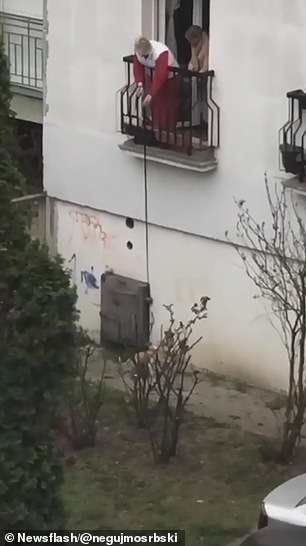 مسنة تنزل كلبها من شرفة منزلها لأخذ نزهة في الهواء (1)