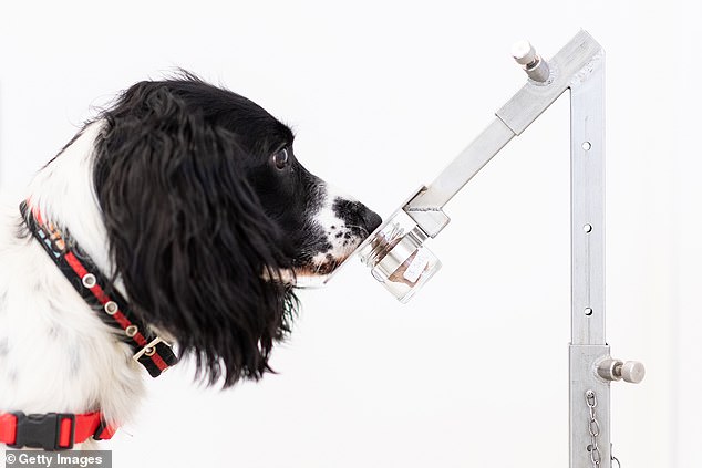 تدريب الكلاب للكشف عن فيروس كورونا