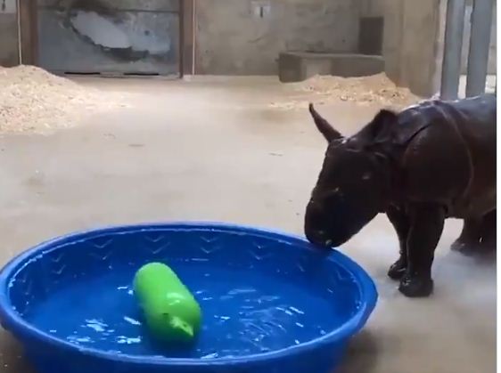 صغير وحيد القرن يلعب فى المياه